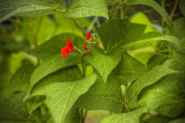Auflodernd rote Blüten – ein Erkennungsmerkmal der Feuerbohnen!