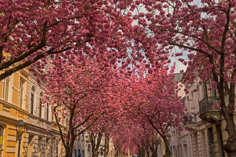 Bonn Altstadt Stadtrundgang