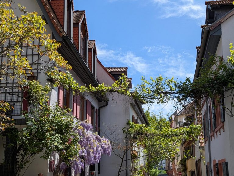 Eine sonnige Straßenszene in Neuenheim, Heidelberg, mit blühenden Weinreben, alten Häusern und blauem Himmel mit vereinzelten Wolken – perfekt für eine kulinarische Stadtführung.